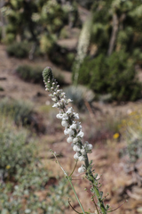 Sairocarpus coulterianus
