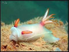 Hypselodoris bullockii