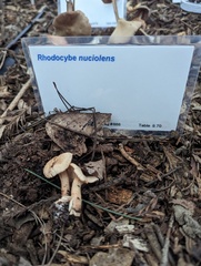 Rhodocybe nuciolens