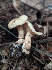 Rhodocybe nuciolens