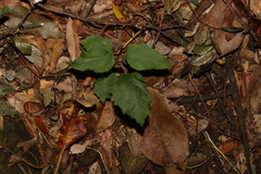 Mallotus philippensis