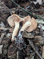 Rhodocybe nuciolens