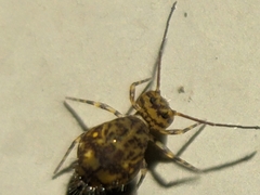 Ptenothrix marmorata