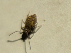 Ptenothrix marmorata
