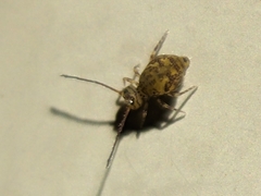 Ptenothrix marmorata