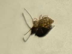 Ptenothrix marmorata