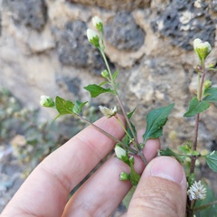 Acmella radicans