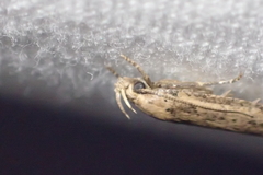 Platyedra subcinerea