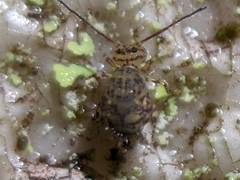 Ptenothrix marmorata
