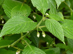 Strobilanthes heyneana