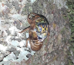Amphipsalta zelandica