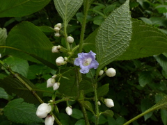 Strobilanthes heyneana