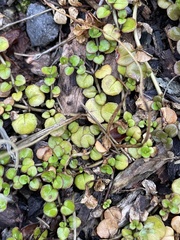 Epilobium nummulariifolium