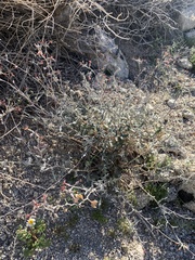Lyrocarpa coulteri