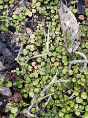 Epilobium nummulariifolium