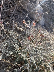 Lyrocarpa coulteri
