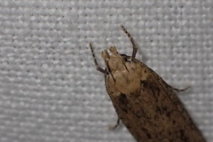 Platyedra subcinerea