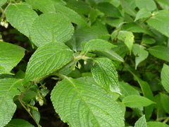 Strobilanthes heyneana
