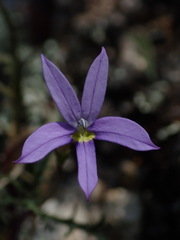 Lithotoma axillaris