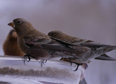 Leucosticte australis