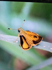 Choranthus vitellius