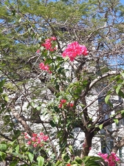 Glandularia peruviana