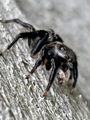 Maratus griseus