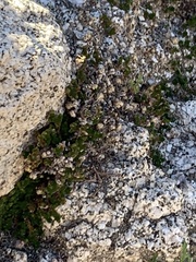 Selaginella eremophila