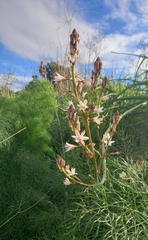 Asphodelus ramosus
