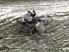 Maratus griseus