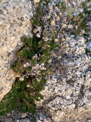 Selaginella eremophila