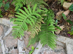 Christella parasitica