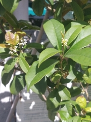 Osmanthus