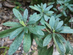 Rhododendron simsii