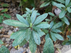 Rhododendron simsii