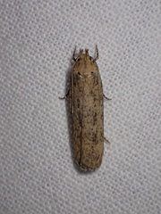 Platyedra subcinerea