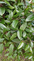 Urceola micrantha