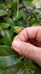 Urceola micrantha
