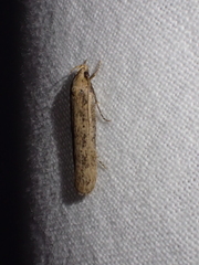 Platyedra subcinerea