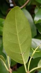 Urceola micrantha