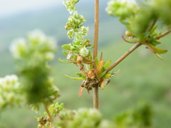 Psammotropha mucronata