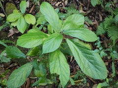 Ficus hispida