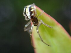 Zygiellinae