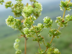 Psammotropha mucronata