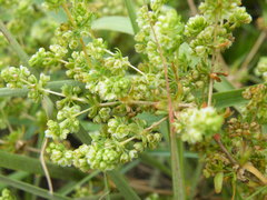 Psammotropha mucronata