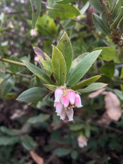 Arctostaphylos virgata