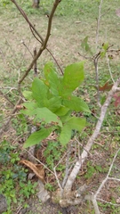 Liquidambar formosana