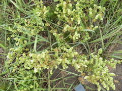 Psammotropha mucronata
