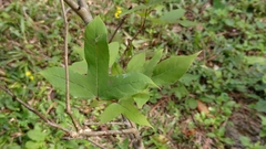 Liquidambar formosana