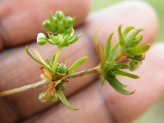 Psammotropha mucronata